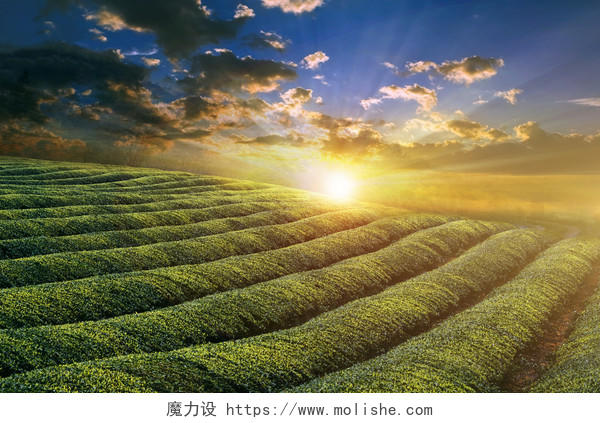 春季茶山风景风光背景图片